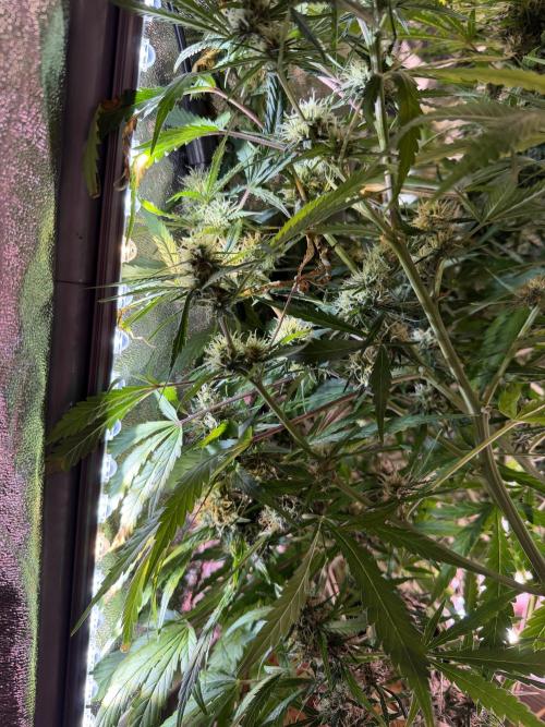 Gorilla Z Auto. Week 10