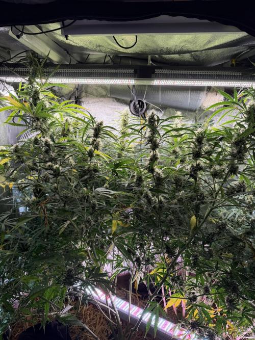 Gorilla Z Auto #2 🦍🍬. Week 10