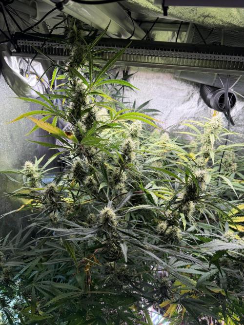 Gorilla Z Auto #2 🦍🍬. Week 10