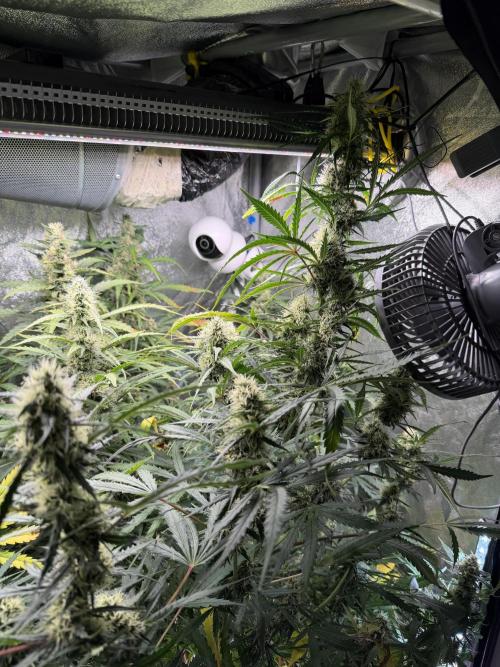 Gorilla Z Auto. Week 10