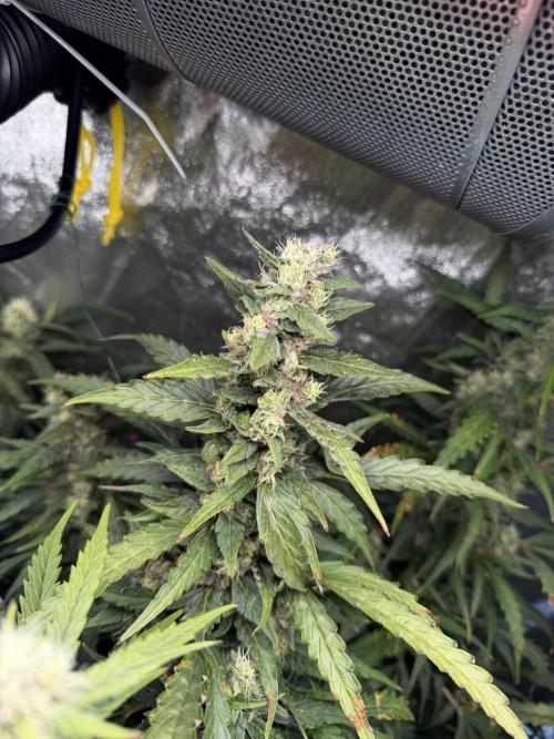 Gorilla Z Auto #3 🦍🍬. Week 10