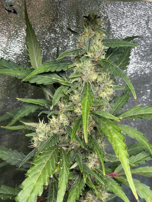 Gorilla Z Auto #3 🦍🍬. Week 10
