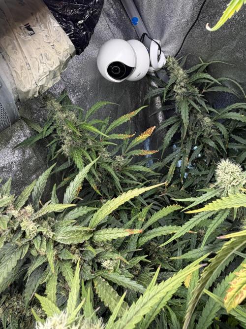Gorilla Z Auto. Week 10