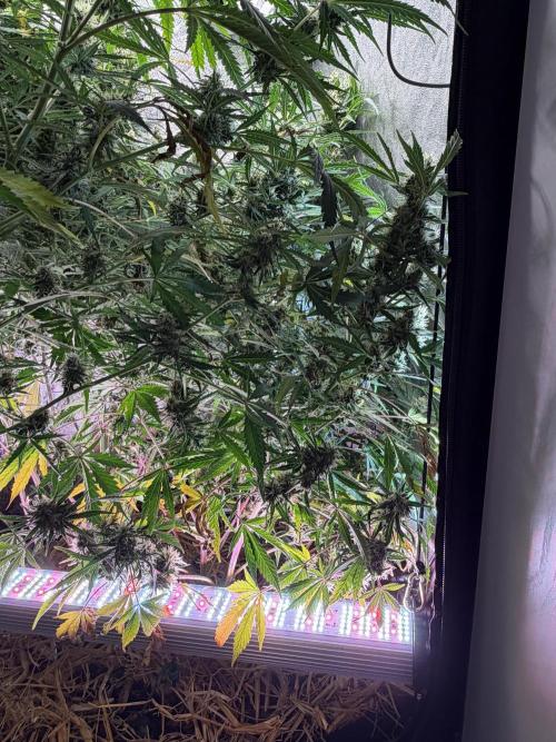 Gorilla Z Auto #4 🦍🍬. Week 10