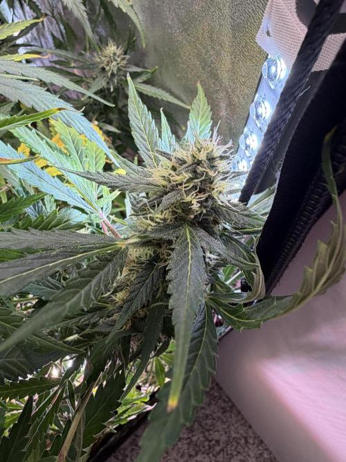 Gorilla Z Auto #4 🦍🍬. Week 10