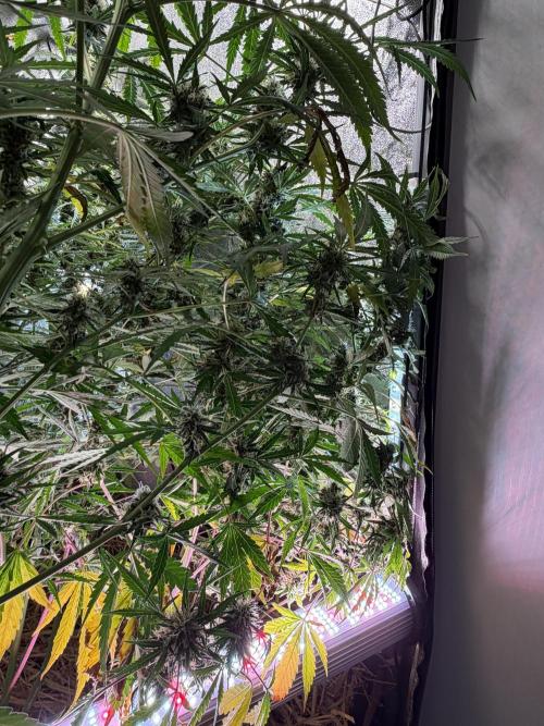Gorilla Z Auto. Week 10