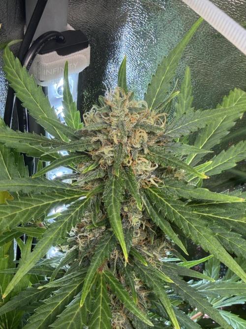 Gorilla Z Auto #1 🦍🍬. Week 11