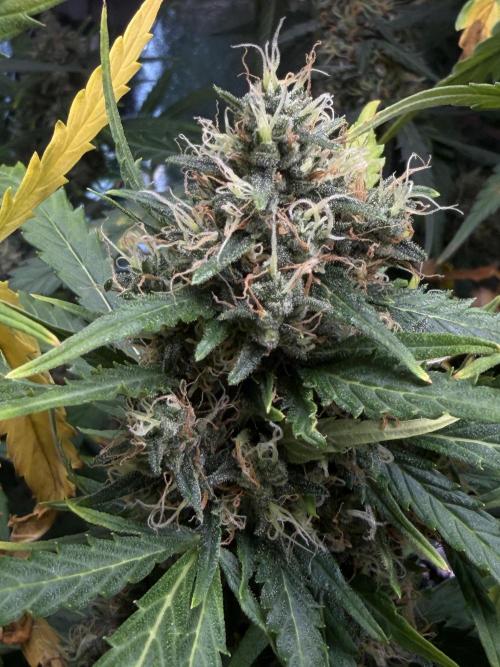 Gorilla Z Auto #1 🦍🍬. Week 11