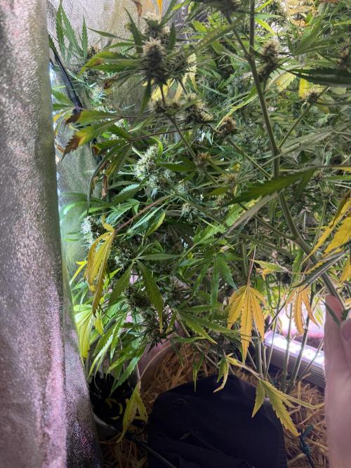 Gorilla Z Auto #1 🦍🍬. Week 11