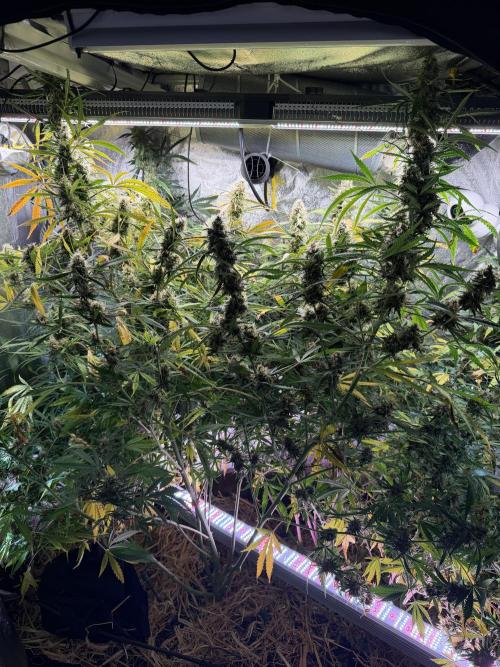 Gorilla Z Auto #2 🦍🍬. Week 11