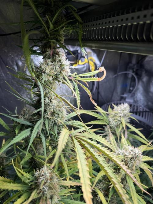 Gorilla Z Auto #2 🦍🍬. Week 11