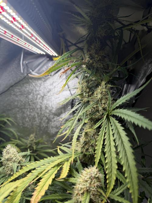 Gorilla Z Auto #2 🦍🍬. Week 11