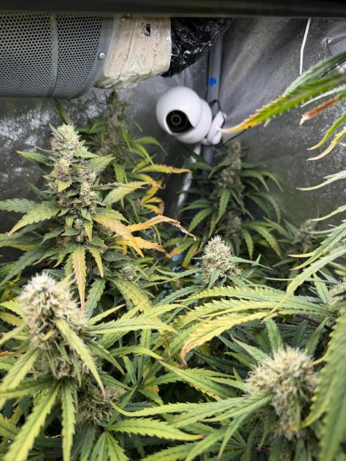 Gorilla Z Auto #3 🦍🍬. Week 11