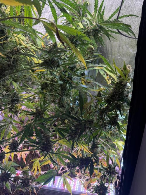 Gorilla Z Auto #4 🦍🍬. Week 11