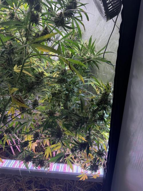 Gorilla Z Auto #4 🦍🍬. Week 11