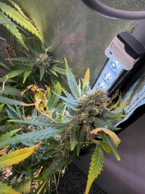 Gorilla Z Auto #4 🦍🍬. Week 11