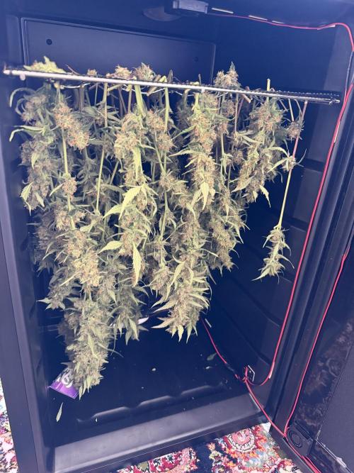 Gorilla Z Auto #3 🦍🍬. Week 12