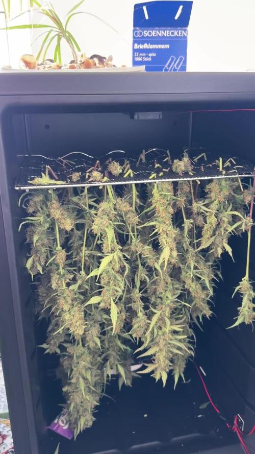 Gorilla Z Auto #3 🦍🍬