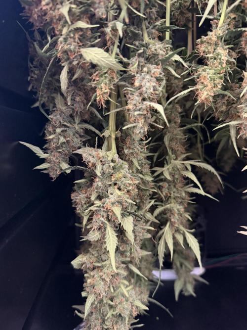 Gorilla Z Auto #3 🦍🍬. Week 12
