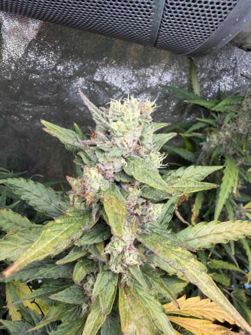 Gorilla Z Auto #3 🦍🍬. Week 12