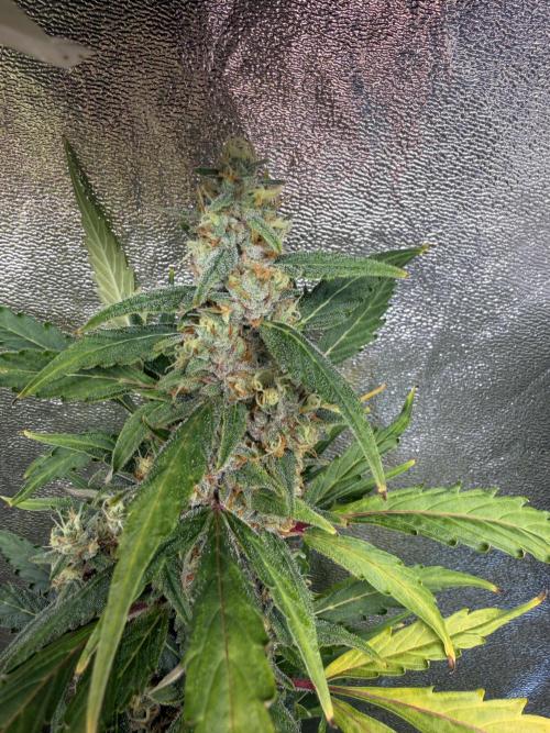 Gorilla Z Auto #3 🦍🍬. Week 12