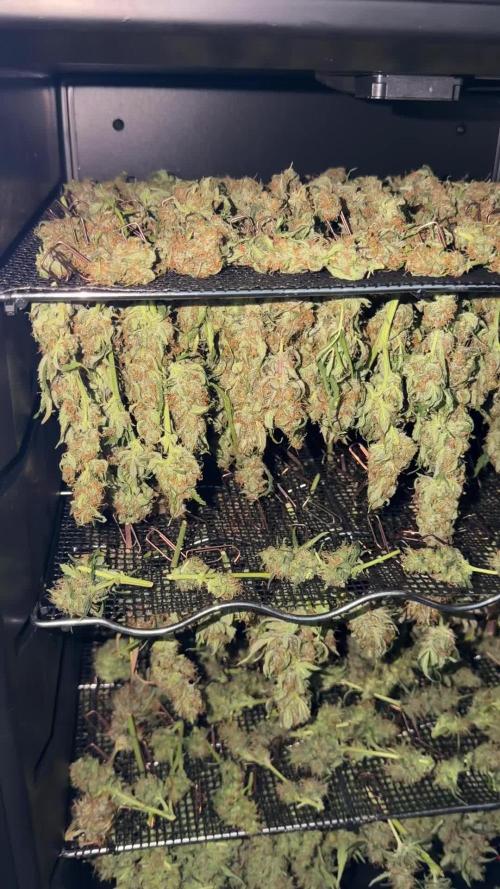 Gorilla Z Auto #4 🦍🍬