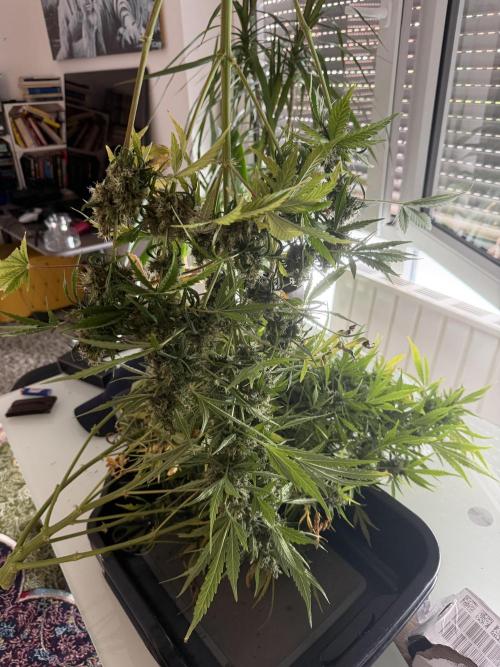 Gorilla Z Auto #1 🦍🍬. Week 12