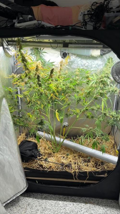 Gorilla Z Auto #2 🦍🍬