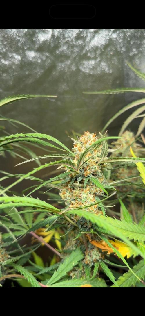 Gorilla Z Auto #2 🦍🍬. Week 12