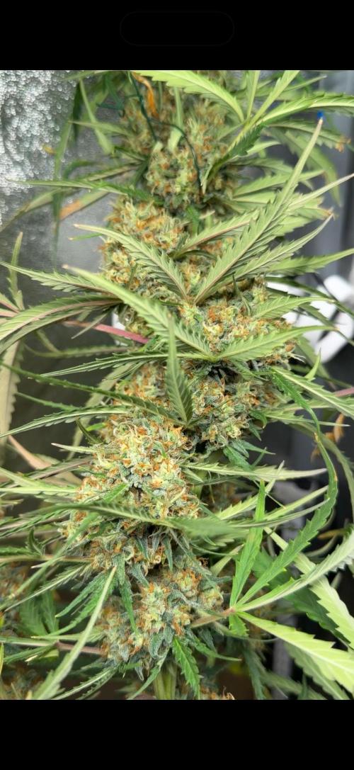 Gorilla Z Auto #2 🦍🍬. Week 12