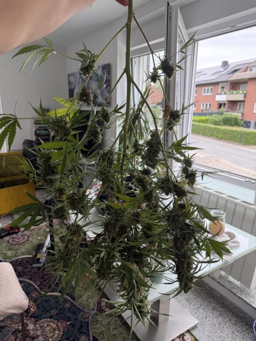 Gorilla Z Auto #2 🦍🍬. Week 13