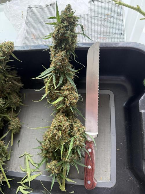 Gorilla Z Auto #2 🦍🍬. Week 13
