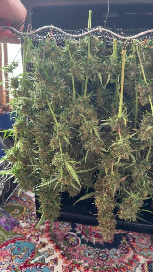 Gorilla Z Auto #2 🦍🍬