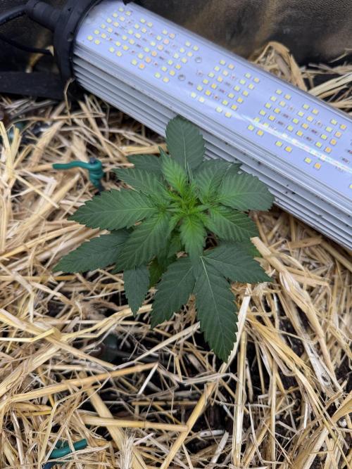 Purple Mango Kush. Week 2