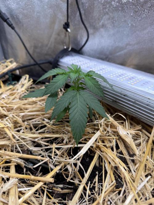 Purple Mango Kush. Week 2