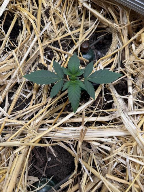 Space Cookie Auto. Week 2