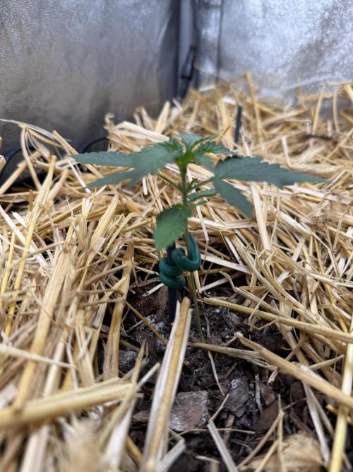 Space Cookie Auto. Week 2