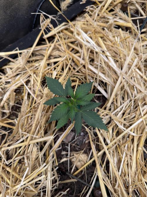 Space Cookie Auto. Week 2