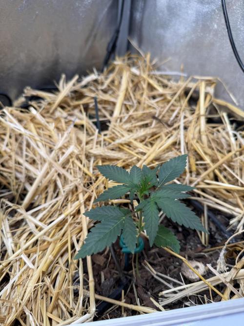 Space Cookie Auto. Week 2