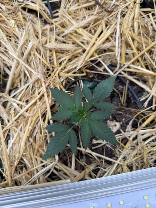 Space Cookie Auto. Week 2