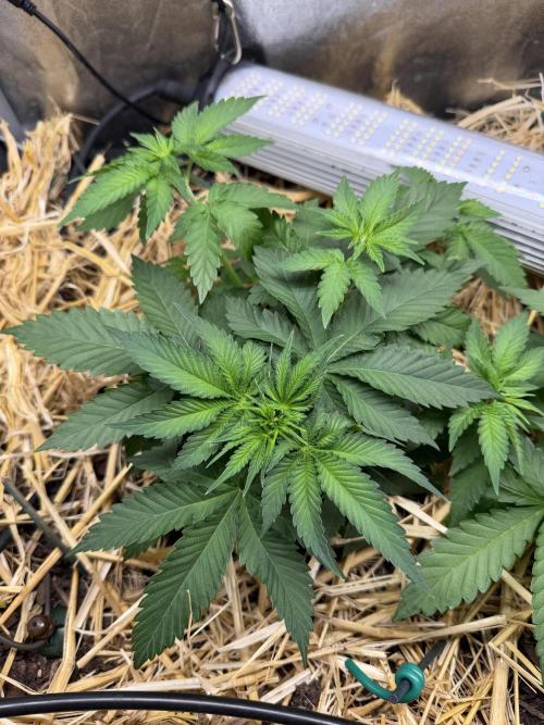 Purple Mango Kush. Week 3