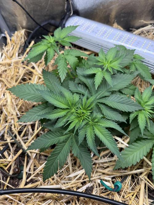 Purple Mango Kush. Week 3