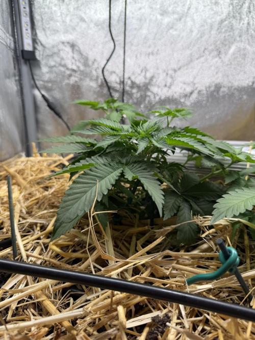 Purple Mango Kush. Week 3