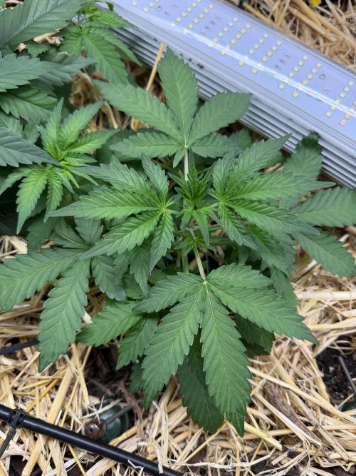 Space Cookie Auto. Week 3
