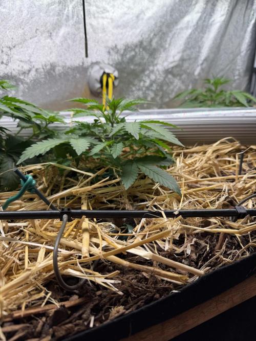 Space Cookie Auto. Week 3