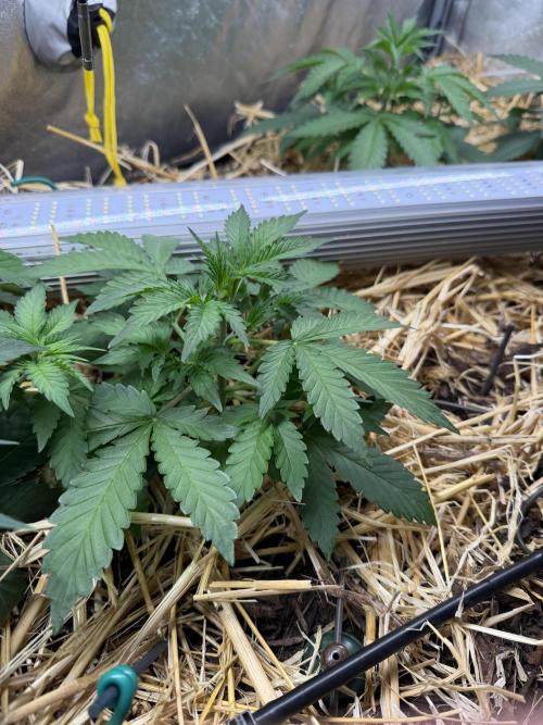 Space Cookie Auto. Week 3