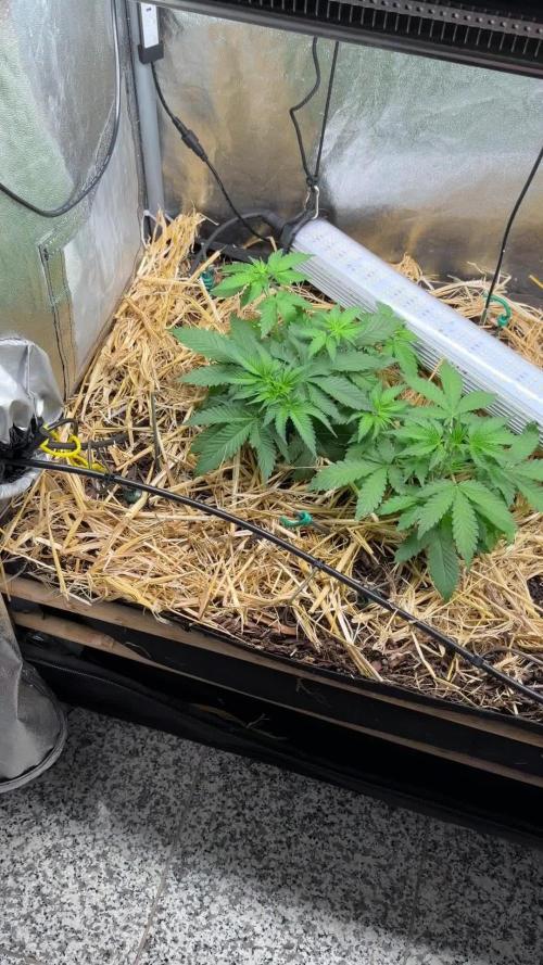 Space Cookie Auto