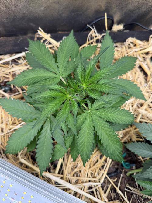 Space Cookie Auto. Week 3