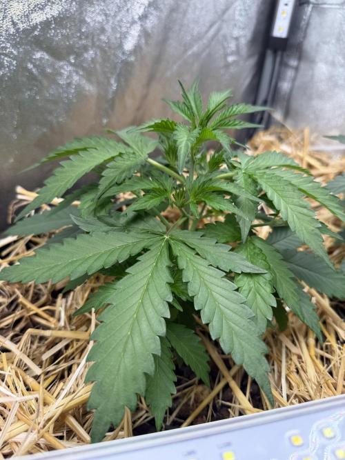 Space Cookie Auto. Week 3