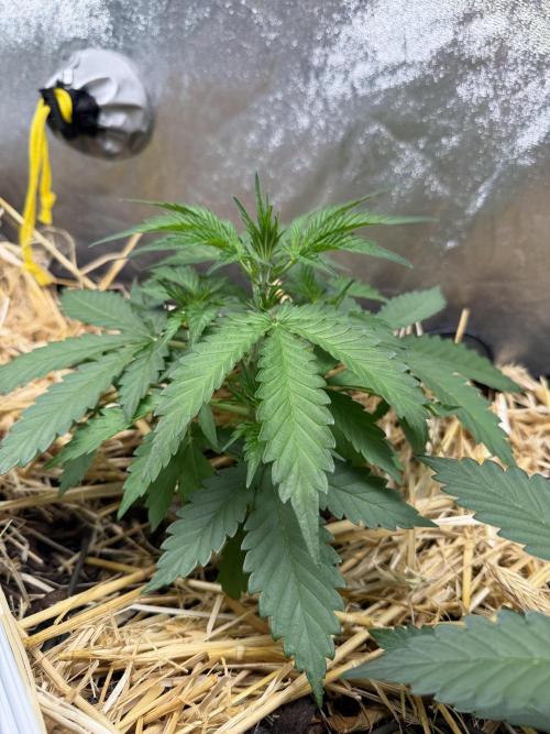 Space Cookie Auto. Week 3